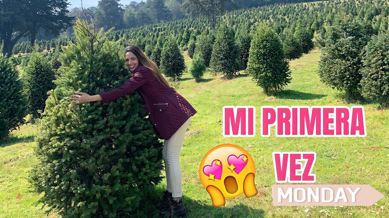 Brasileña conoce árboles de navidad naturales en Amecameca México 🇲🇽 | Heloysa Almeida