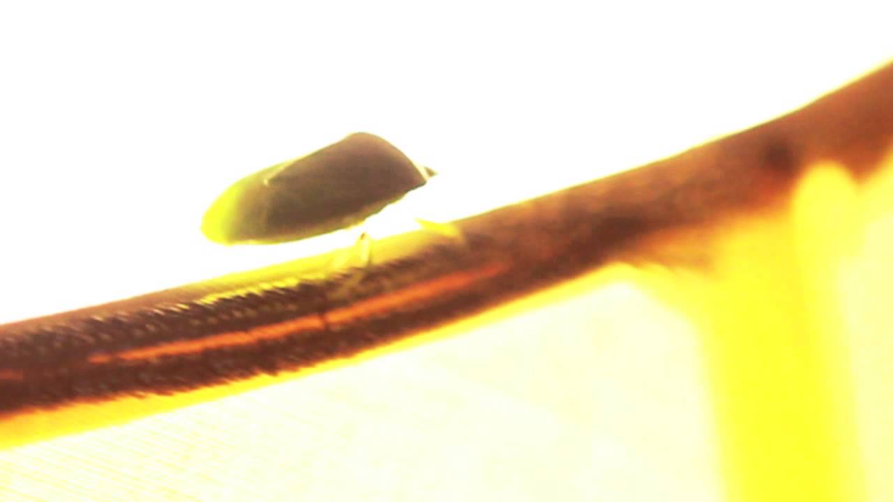 Phil Madeiski - Plain Base (Leapoo2)