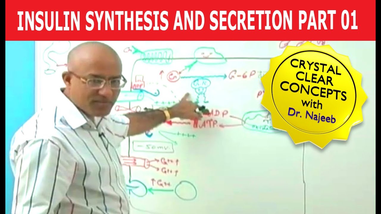 Insulin Synthesis and Secretion | Part 1/4💉