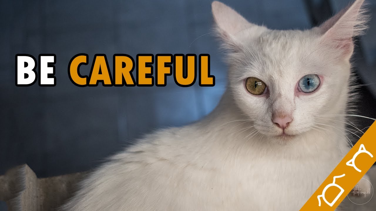 What Cats Can't Tolerate!
