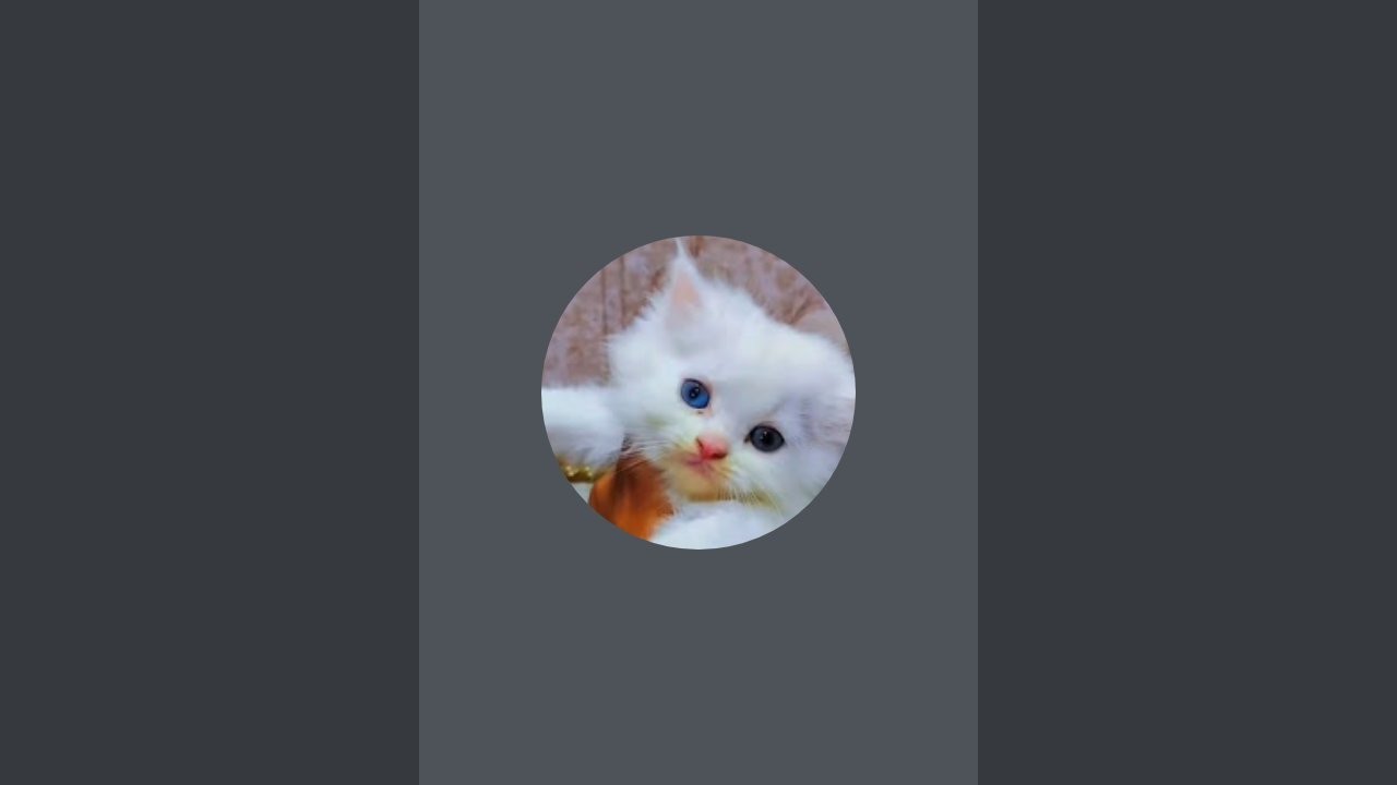 lovely and friendly cats is live