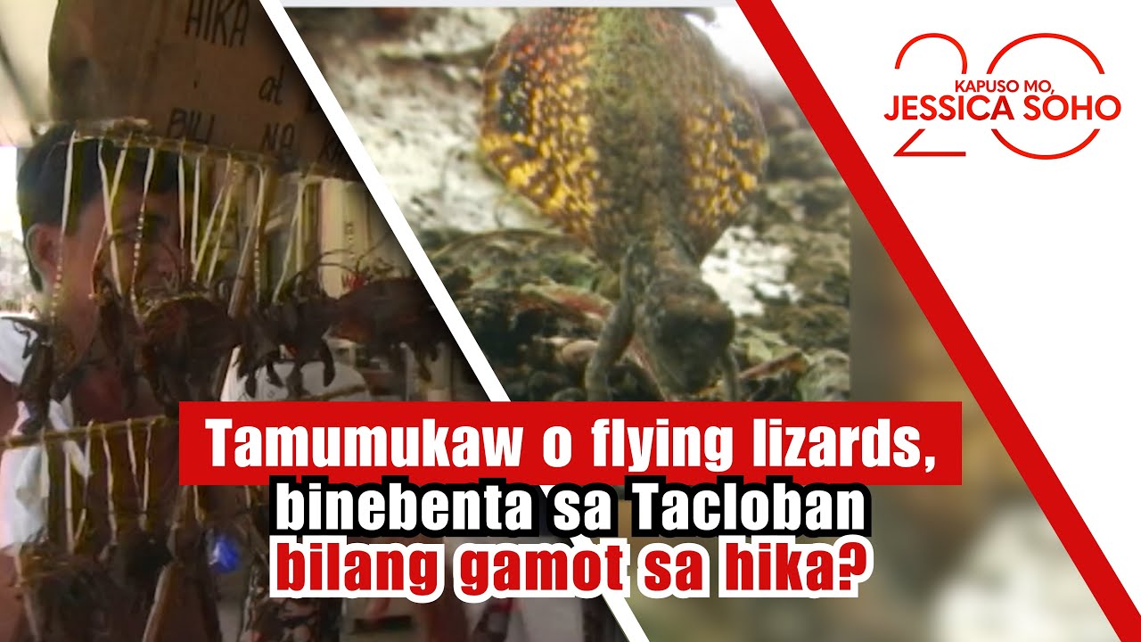 Tamumukaw o flying lizards, binebenta sa Tacloban bilang gamot sa hika? | Kapuso Mo, Jessica Soho