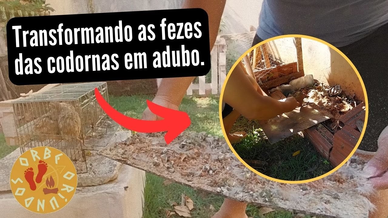 Como Transformar as Fezes das Codornas Em Um Poderoso Adubo