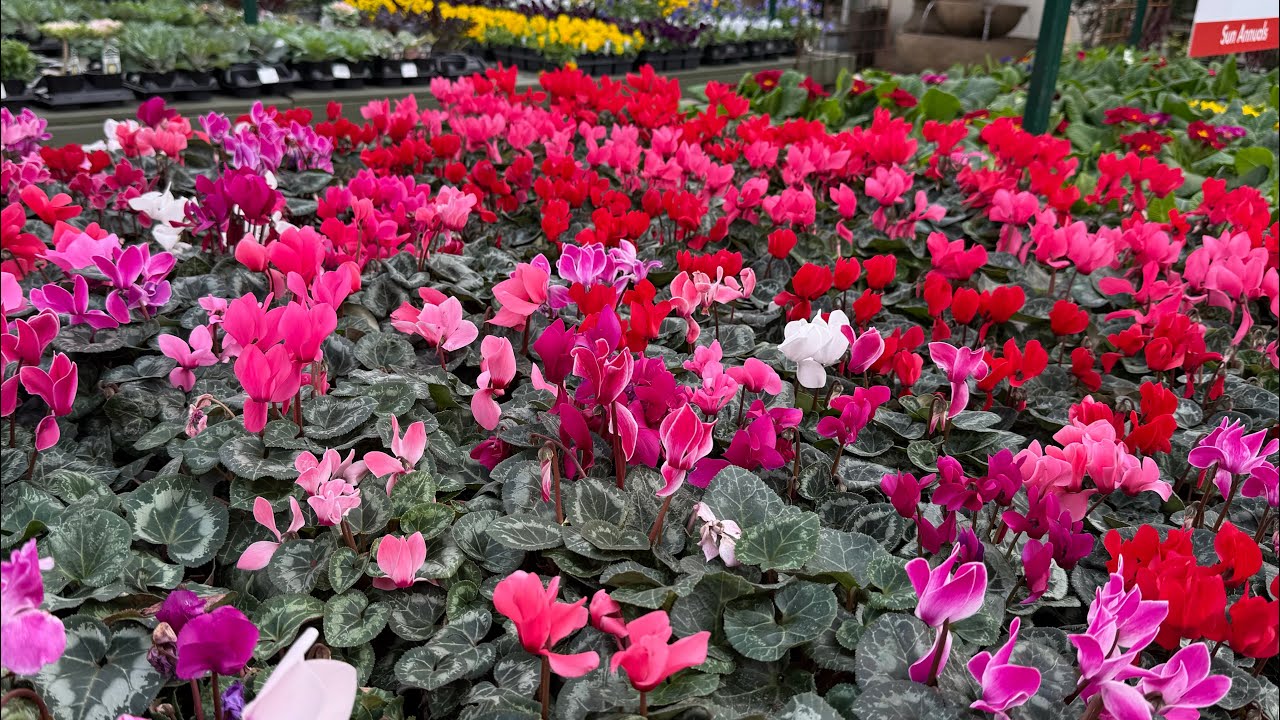 Heart-shaped plants perfect for Valentine’s Day!