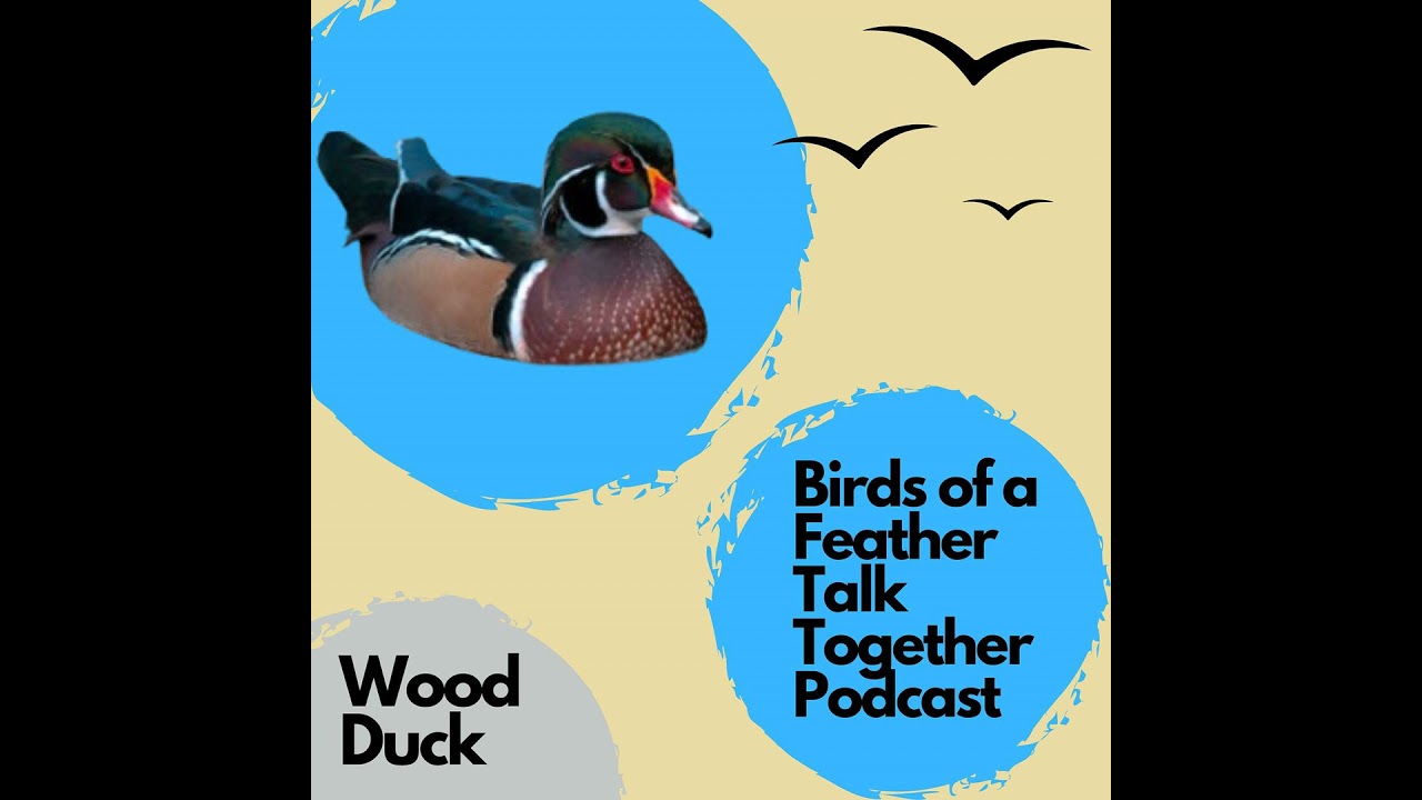 128: Wood Duck Revisited