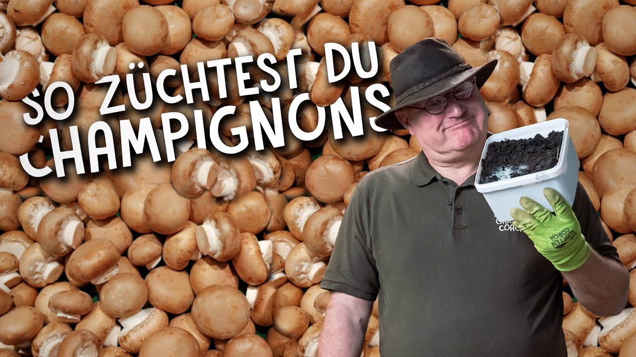 Champignons zuhause z&uuml;chten 🏠 - so einfach kann man Pilze anbauen