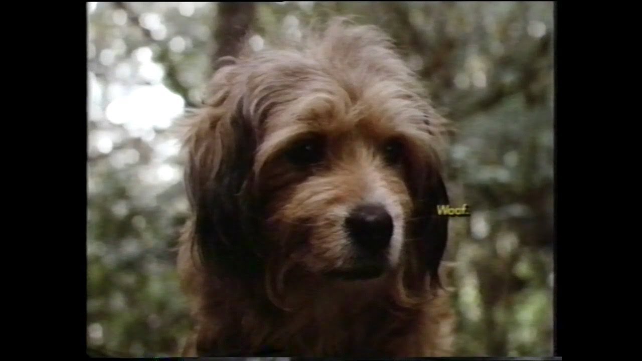 Opening and Closing to "Benji the Hunted" 1997 VHS (10th Anniversary)
