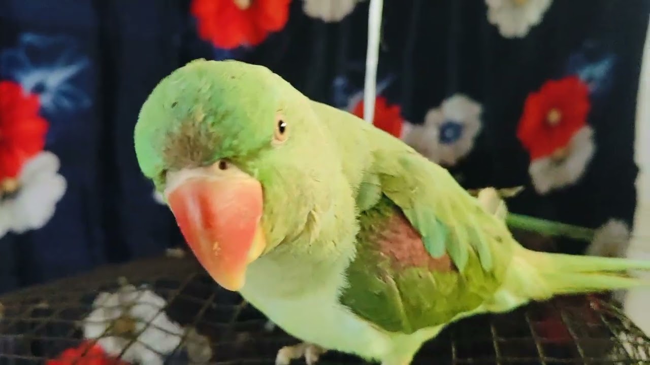 #Mitthu# Mitthu#🌺🌹🦜🦜🦜🦜 Mitthu #viral video#🙏💐🦜🦜🦜🦜💐🙏