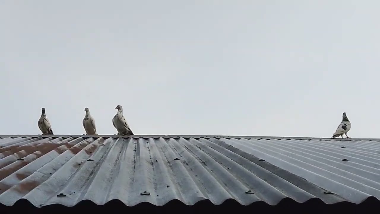 Kabutar Gori Gora Gori YouTube channel viral video#youtubeshorts 