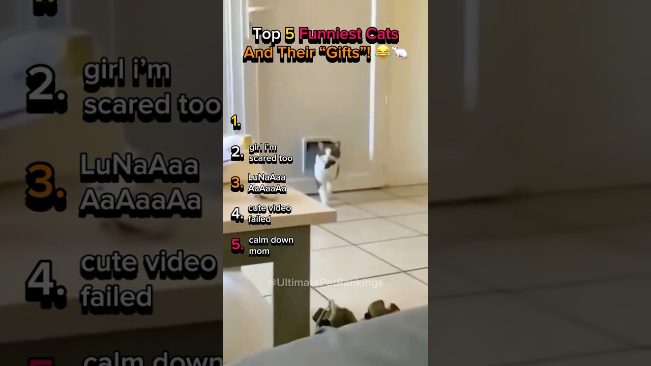 Top 5 Funniest Cats Bringing Mice Home! 🤣 Must Watch This!