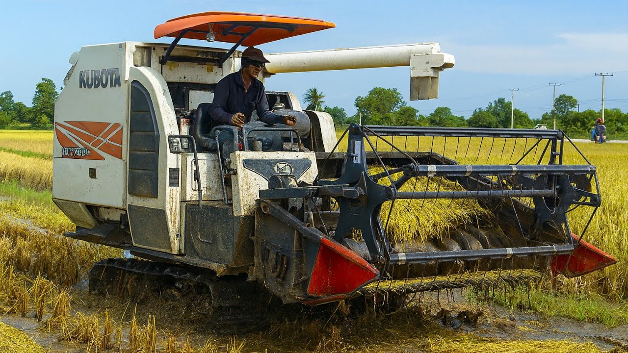 Kubota Harvester Extreme Working Skills | Rice Cutting Machine 4K