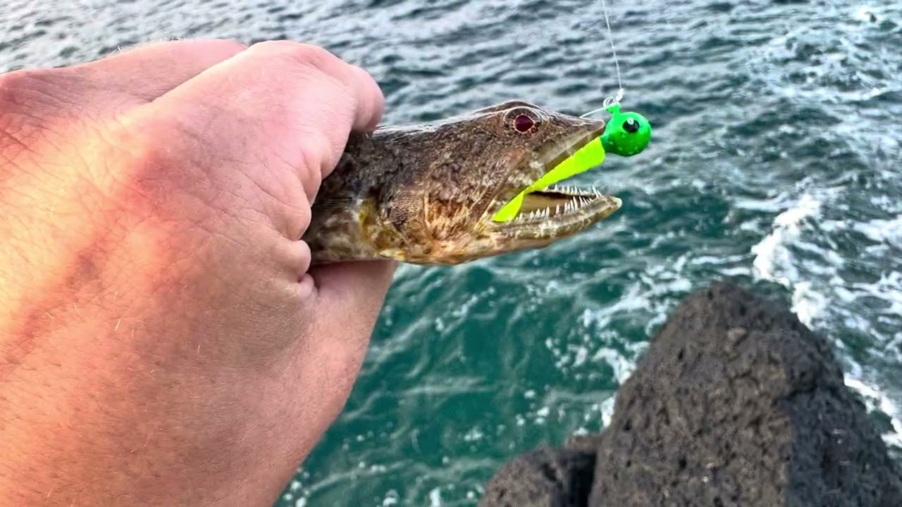 A great week fishing in Fuerteventura.