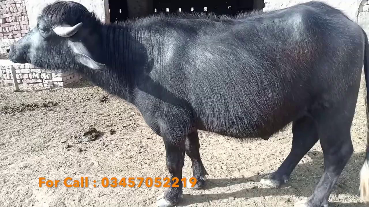 Young Male Buffalo for sale | کٹا برائے فروخت