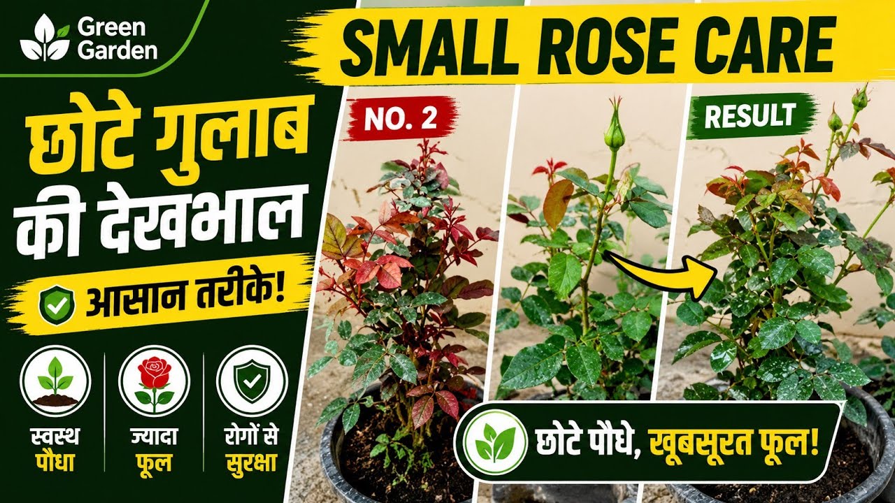 February Month Mein Chhote Chhote Rose Flower Plant Ki Care Kaise Kare 🌹 | Rose Care Tips