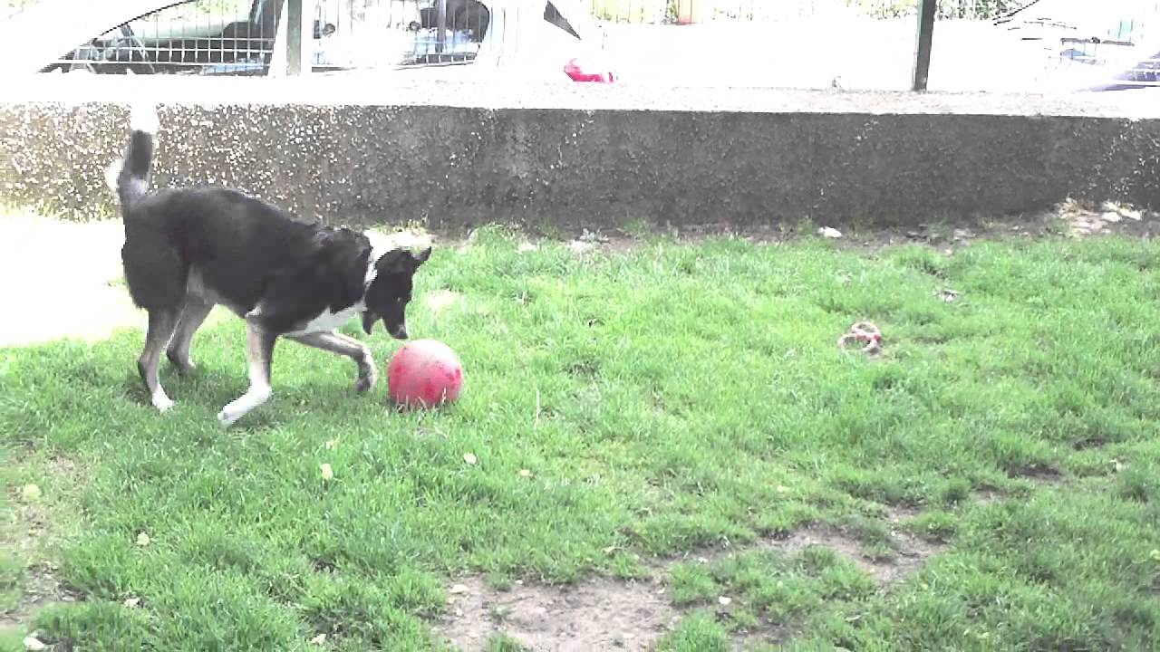 Biscuit - Assisi Animal Sanctuary