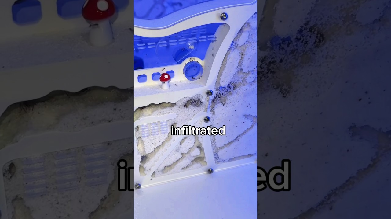 My Ant Farm is UNDER ATTACK