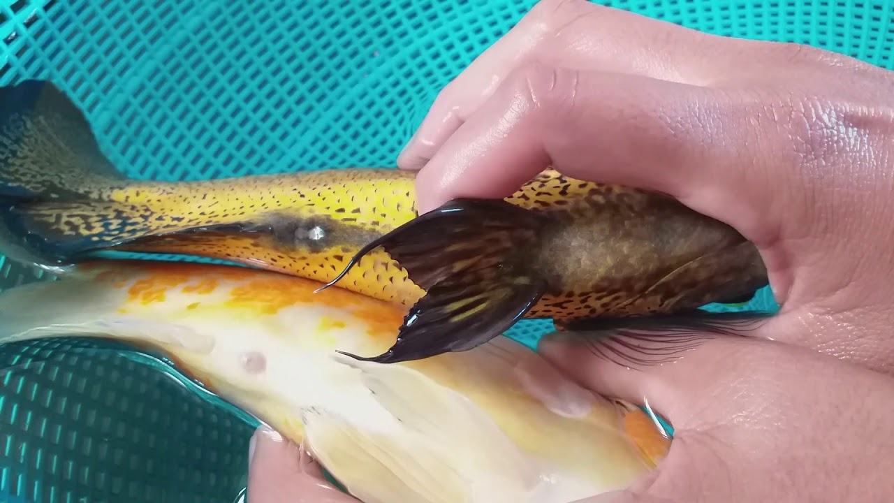 Como saber si tú pez oscar( Astronotus ocellatus)es macho o hembra, bien explicado 