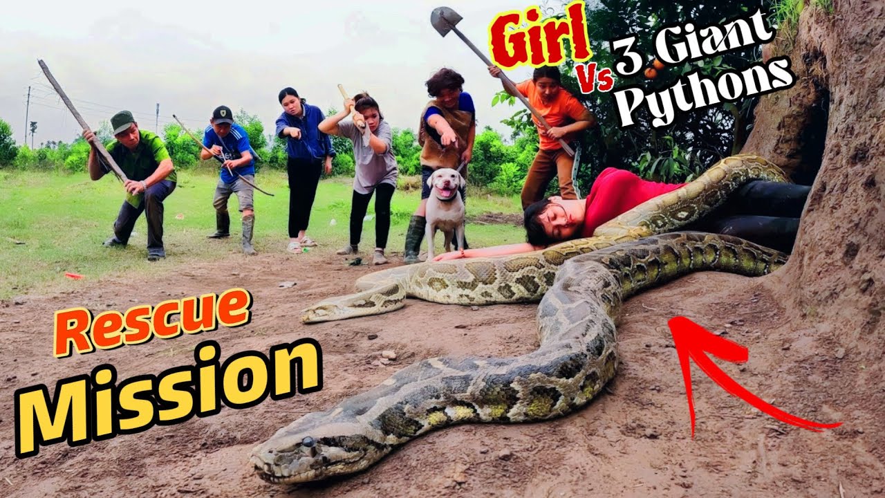 Epic Rescue: 6 Brave Hunters & Pitbull Battle 3 Ferocious Giant Pythons to Save Attacked Girl!