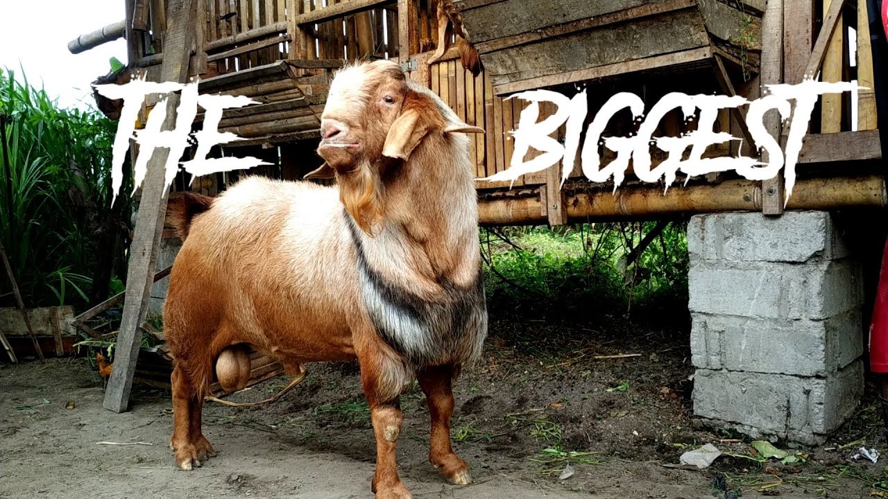 The Biggest Red Boer Goat | Boer Goat Farm in Village