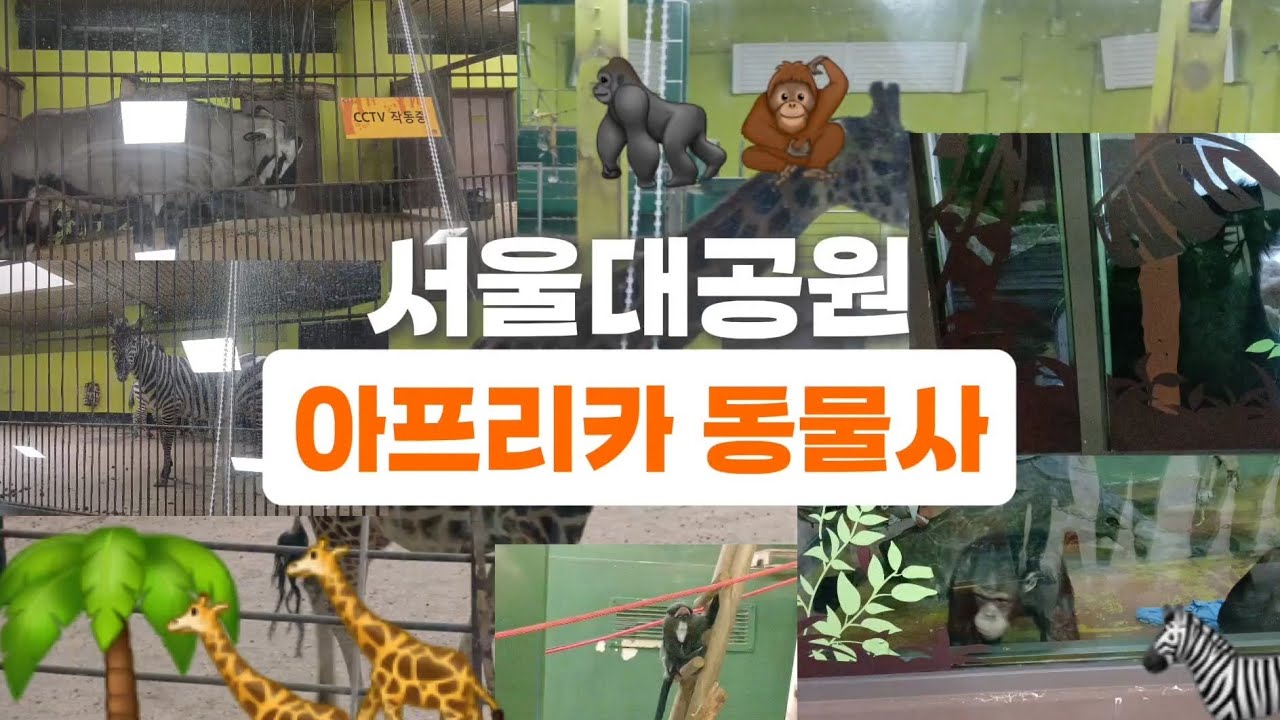서울대공원 아프리카 동물사!(풀버전)