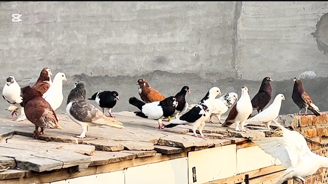 Today new entry ❤️😱 fighter 35 kabuter le ye ha #pigeon #pigeonlaver #bird #kabootar #kabutar#bird 