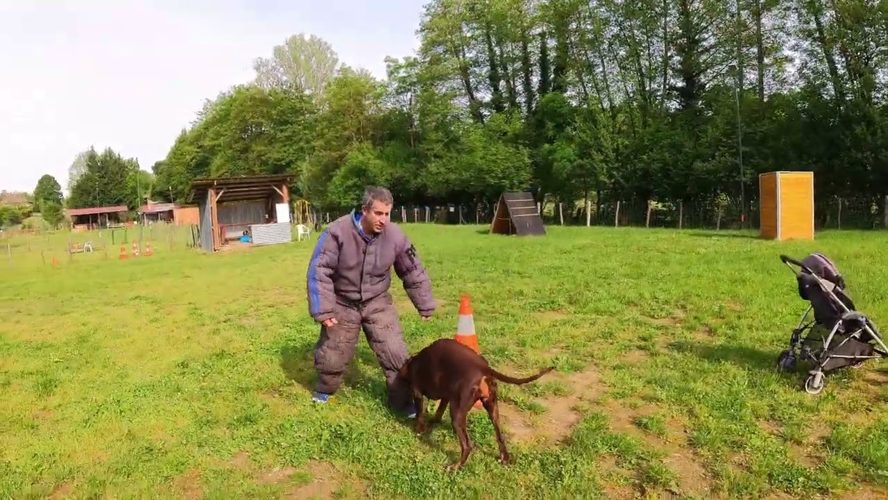 Dobermann Mayhem Der Biss Von Einherjer 6 years 11 months