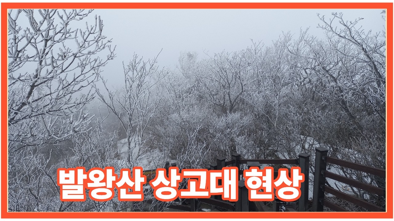 발왕산 트래킹 발왕산 안개꽃 발왕산 상고대 현상