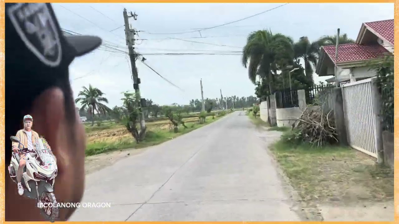 anihan na naman ng palay monggohan naman  sunod na tanim 