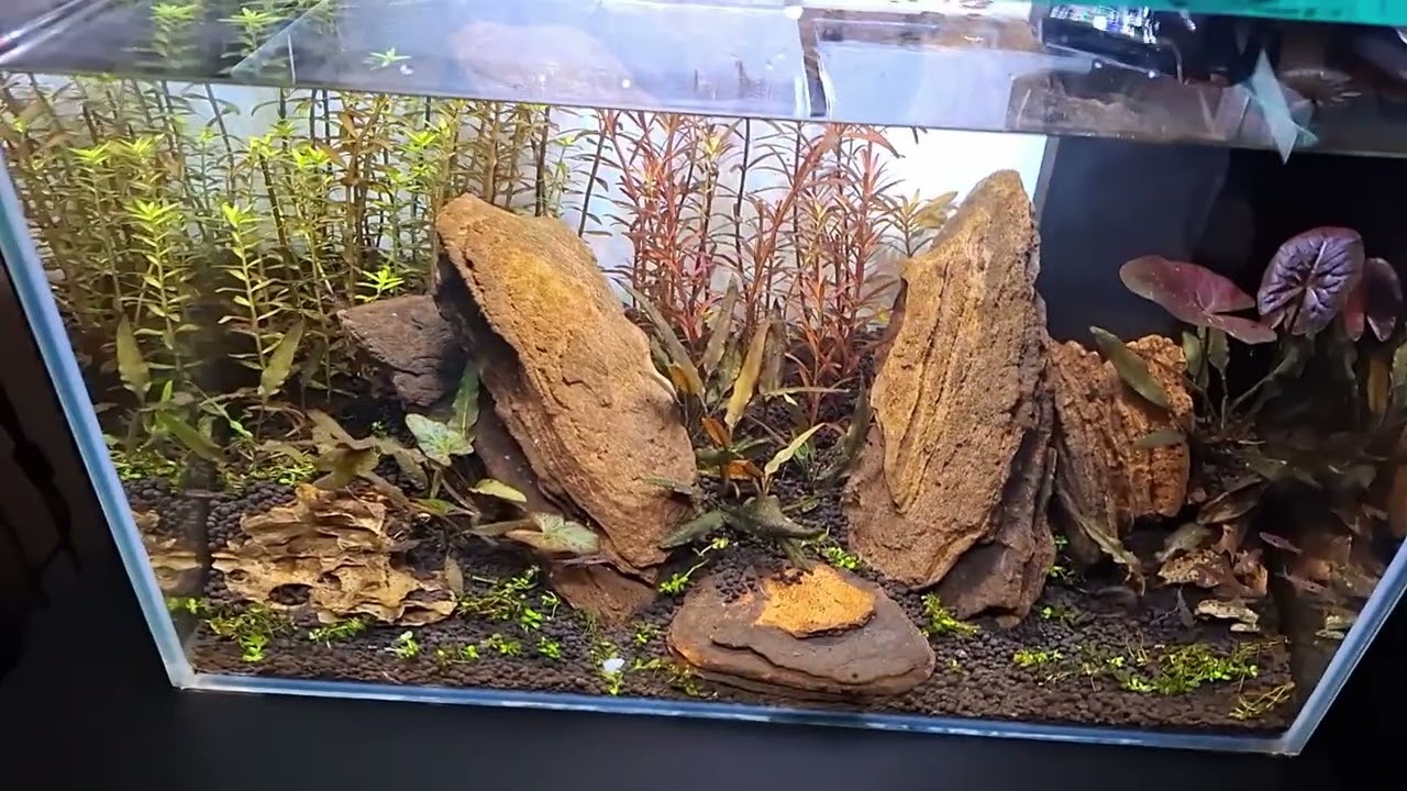 Rasbora maculata 