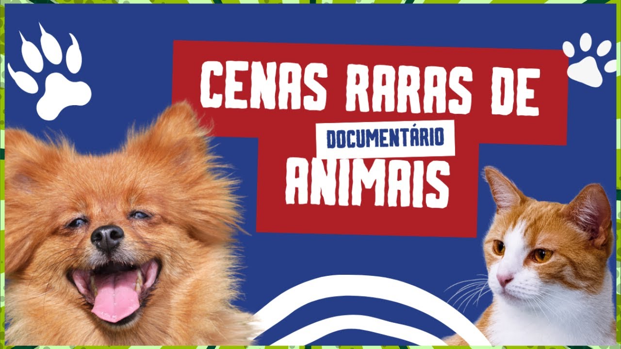 CENAS RARAS DE ANIMAIS