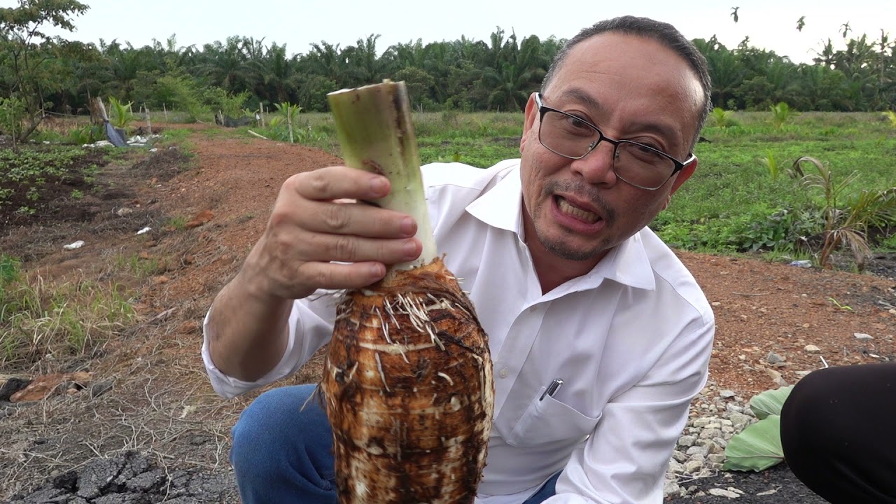 Perbezaan Keladi Cina dan Keladi Mawar.