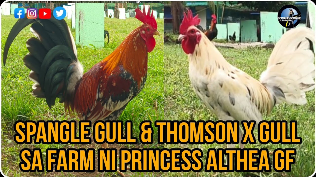 QUALITY MGA MT. BANAHAW NA MANOK NI BOSS PRINCESS ALTHEA x FARM TOUR