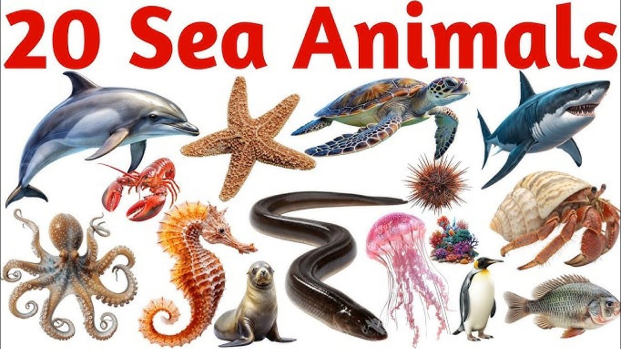 20 समुद्री जानवरों के नाम | Learn 20 Sea Animals Name for Kids 🐬| Kids Learning video