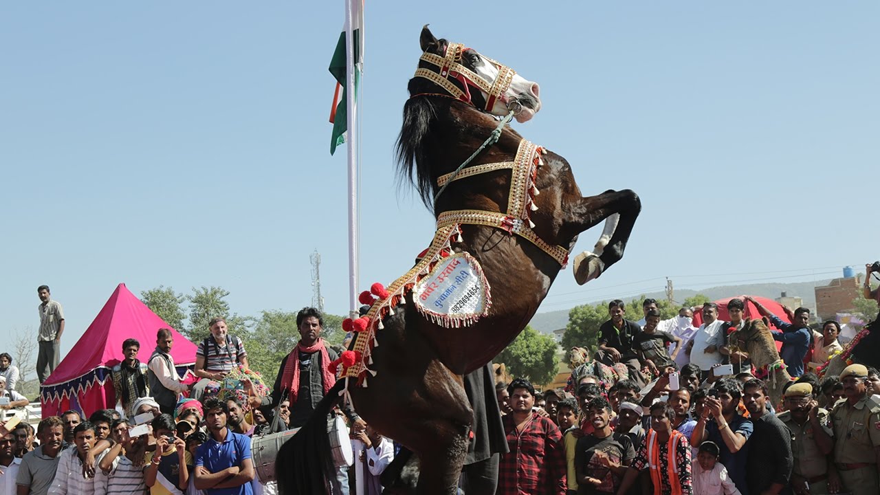 🐎 Horse Dance At Pushkar Fair /Mela &ndash; Rajasthan India