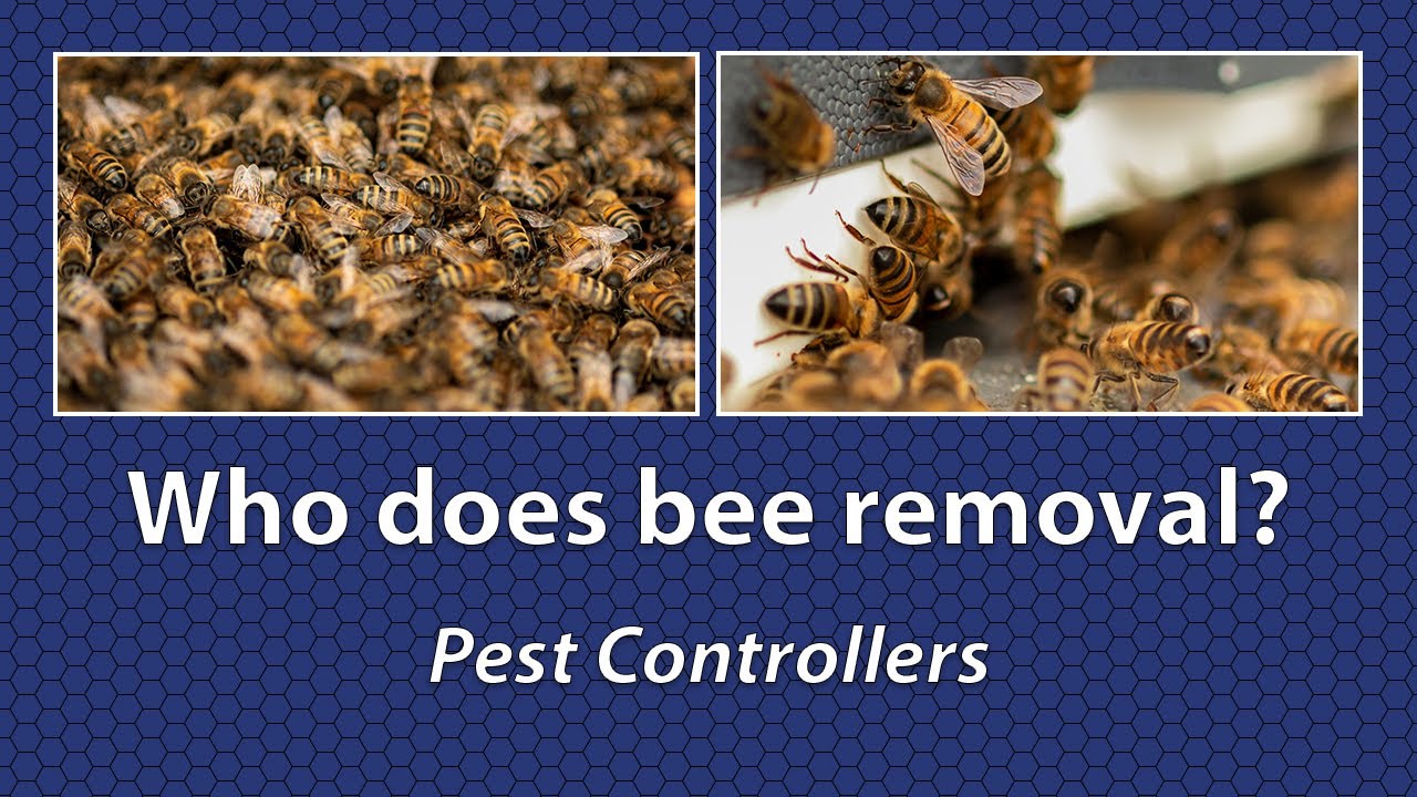 Who does bee removal? - pest controllers