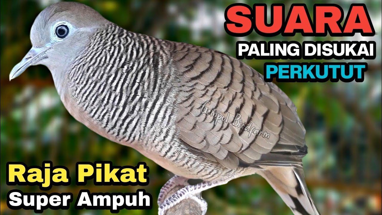 Perkutut lokal gacor RAJA PIKAT ahlinya bikin semua burung perkutut nyaut