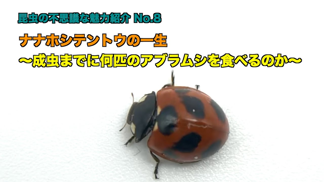 ナナホシテントウの一生〜成虫までに何匹のアブラムシを食べるのか〜　昆虫の不思議な魅力紹介No.8