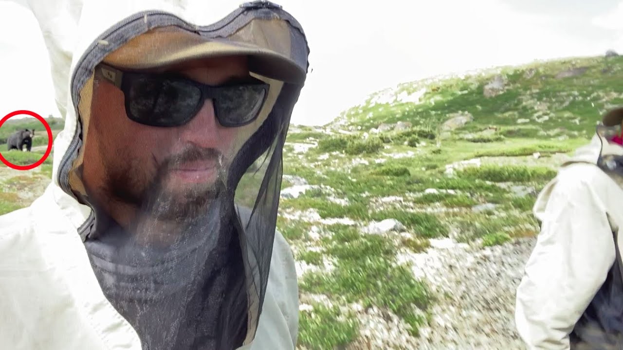 Scary Bear Attack in Labrador, Canada
