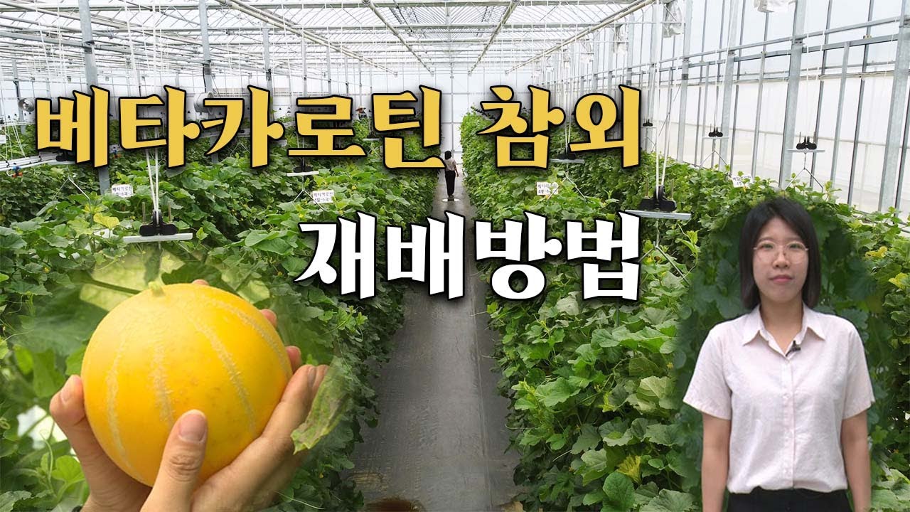 베타카로틴 참외품종 및 재배방법