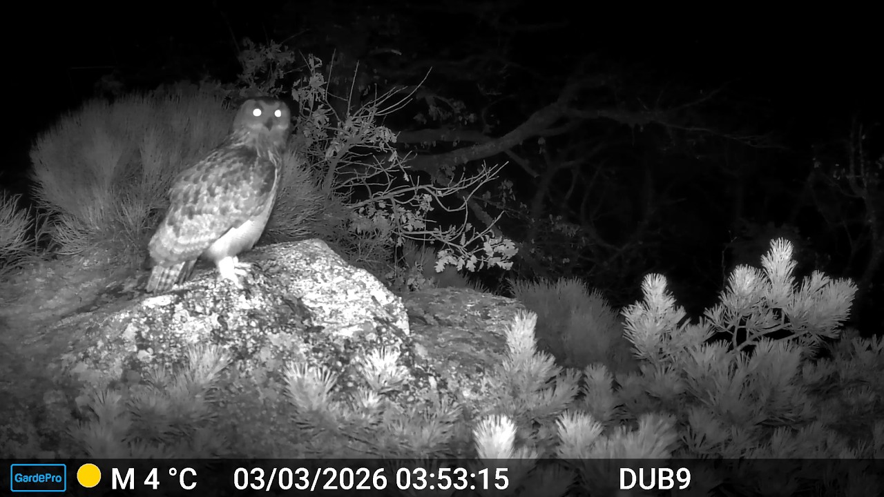 Grand-Duc d'Europe à Pélussin