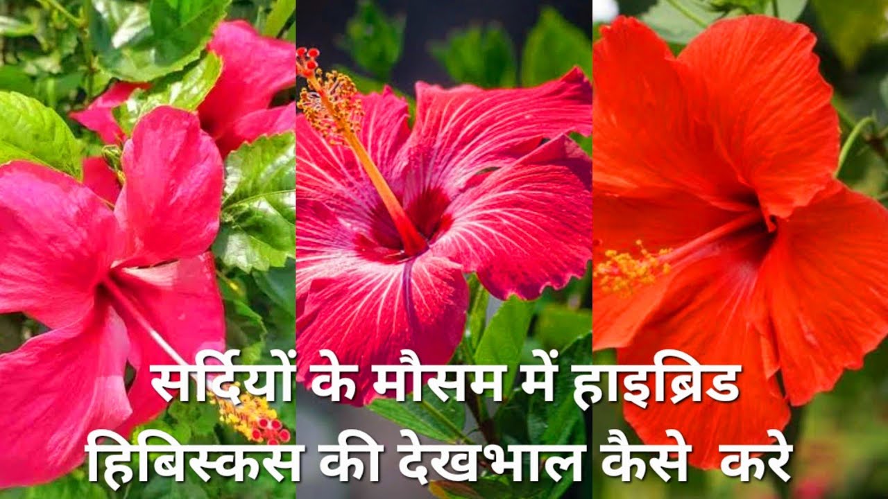 December month care in hibiscus plant| गुड़हल की देखभाल सर्दियों में करे फूल से भरेगा गुड़हल का पौधा