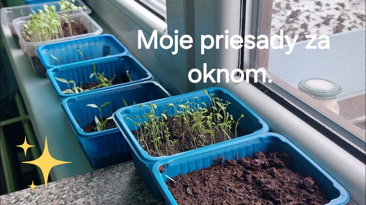Moje priesady za oknom. 16. februára 2026.