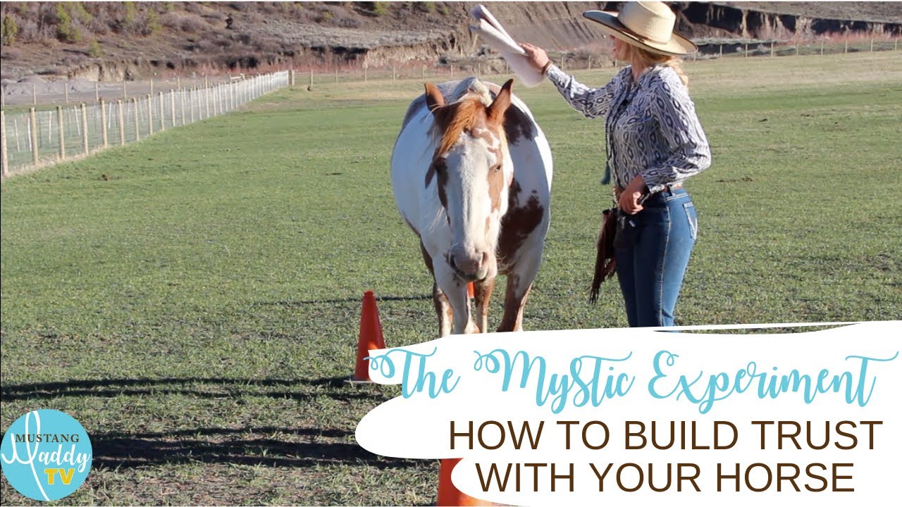 How To Build Trust with Your Horse
