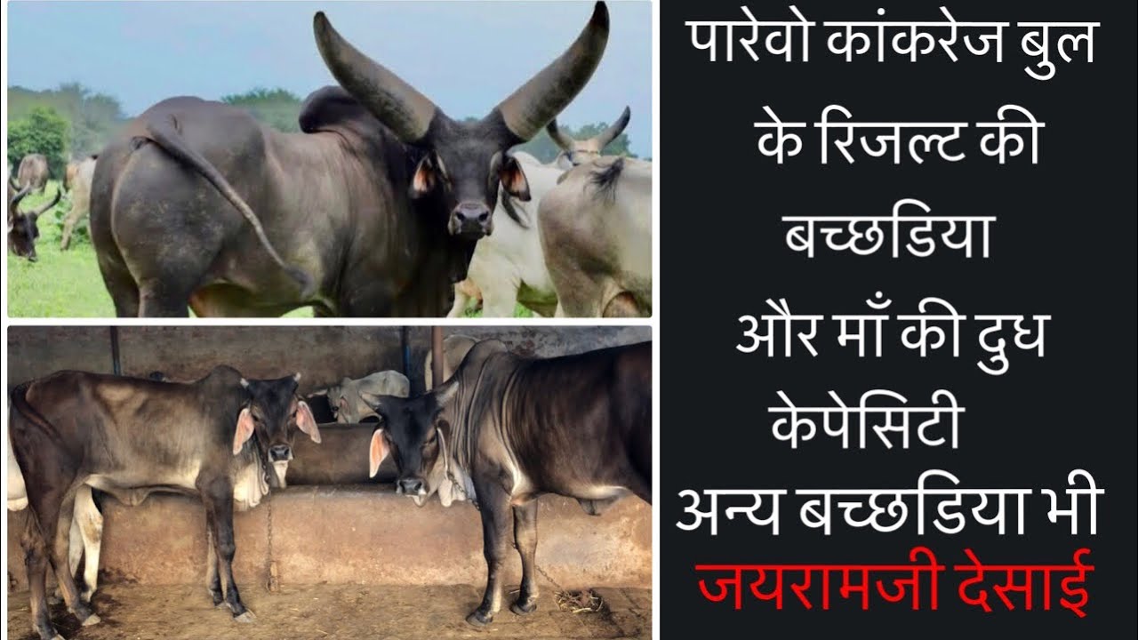 Parevo Kankrej bull calfs with other kankrej calfs of Jayram desai with bull details and milk detail