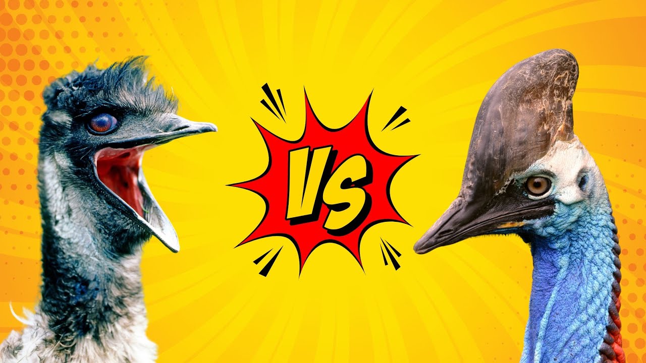 Emu vs Cassowary (Ostrich, Rhea, Shoebill, Philippine Eagle)