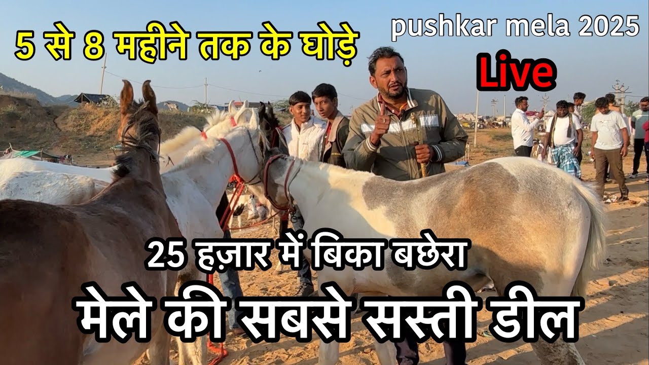 अज्जु भाई ने लगा दी घोड़ो की सेल | 5 से 8 महीने तक के हॉर्स | pushkar mela 2025