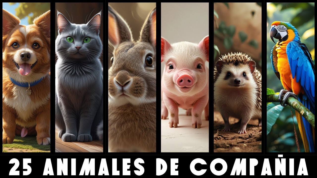 Ranking de los 25 animales de compa&ntilde;&iacute;a m&aacute;s populares