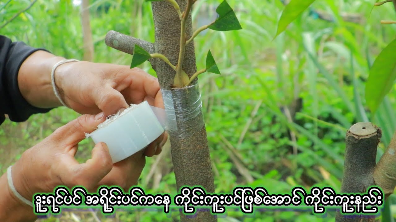 ဒူးရင်ပင် အရိုင်းပင်ကနေ ကိုင်းကူးပင်ဖြစ်အောင် ကိုင်းကူးနည်း