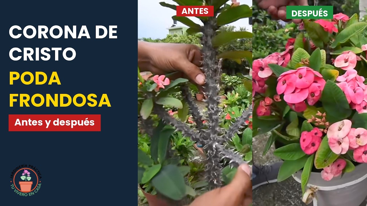 CÓMO PODAR las CORONAS de CRISTO - ¡Lograrás que luzcan FRONDOSAS!