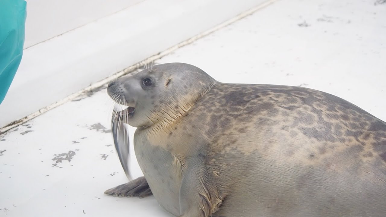 アジが嫌いすぎてお豆腐メンタルなワモンアザラシのミゾレちゃん